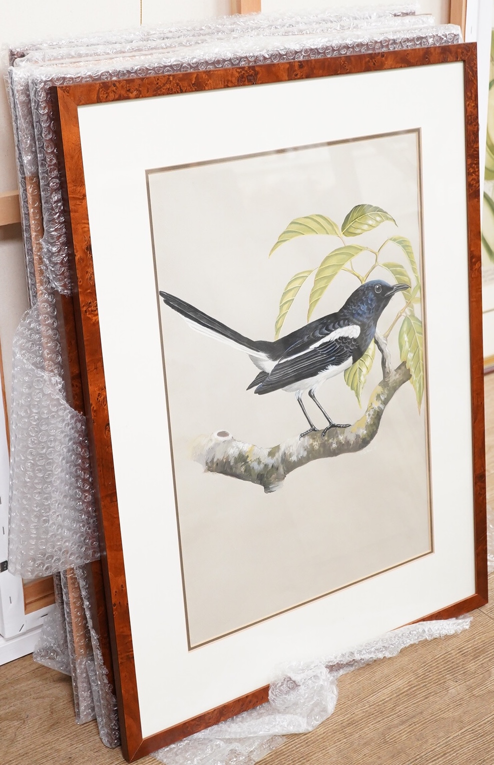 Ong Soo Keat, Ornithological studies, set of eight gouaches, 51 x 35cm